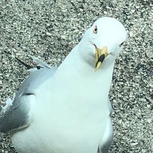 Meet your Posher, Maverick